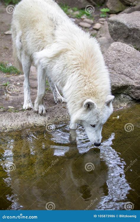 White Wolf Drinking Water In A Zoo Stock Photo Image Of Animal