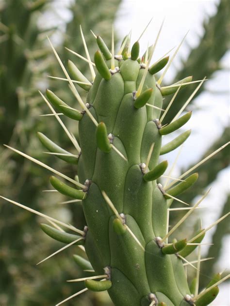 Austrocylindropuntia Subulata Eves Needle Cactus World Of