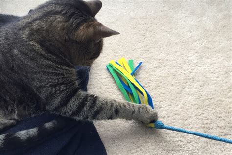 10 Easy Diy Cat Toys Make Cat Toys Out Of Household Items Meows N
