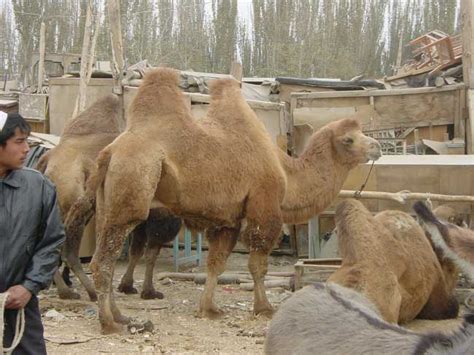 The total number of coupon codes that we have got for the bdo game: Wanna buy a camel