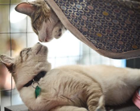 Cat Expert Steve Dale Shares A Winn Feline Foundation Fun Fact About Fip
