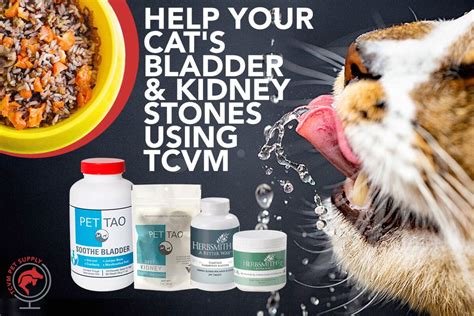 How To Help Kidney And Bladder Stones In Cats Naturally Tcvm Pet Supply