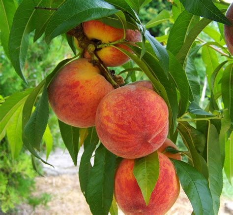 Free Images Fruit Flower Food Produce Peach Mature Flowering