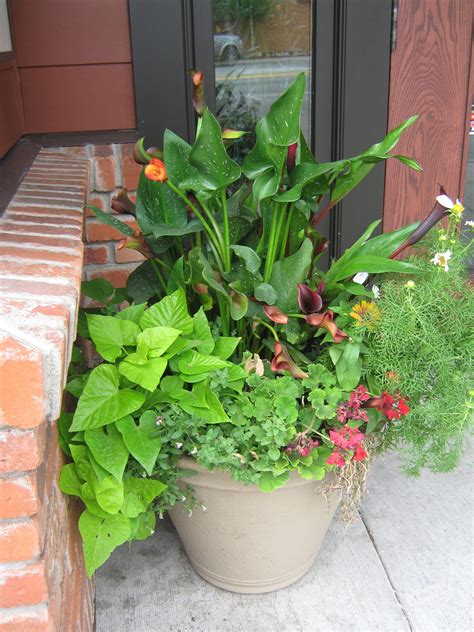 Dont You Like The Calla Lilies Farm Gardens Container Gardening