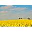 Free Photo Yellow Field Landscape  Blue Cloud Contrast