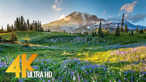 4k Mount Rainier National Park Nature Relax Video
