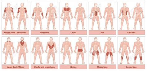 Muscle Group Chart Male Body With The Largest Human Muscles Divided