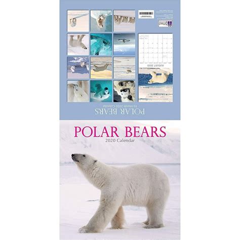 2020 Wall Calendar Polar Bear Calendar 12 X 12 Inch Monthly View 16