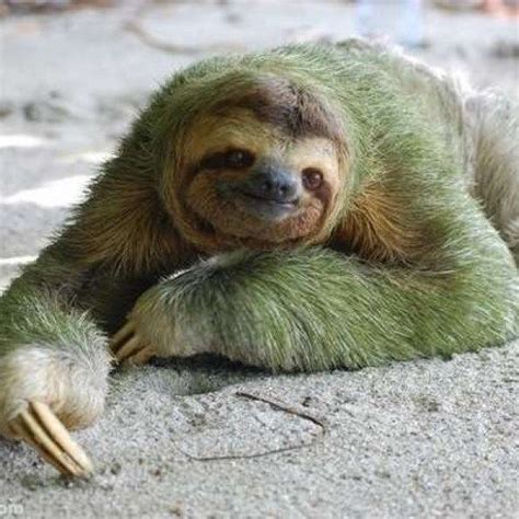 These Photos Of Smiling Sloths Will Make You Fall In Love Fur Sure