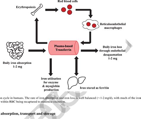 Figure 1 From Haemochromatosis Pathophysiology And The Red Blood Cell1