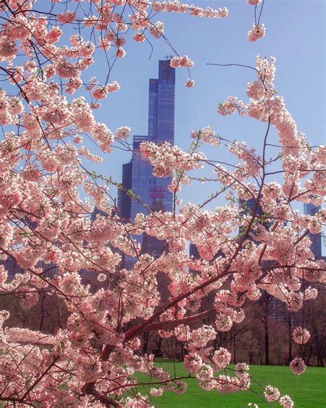 Cherry Blossoms In Central Park By Kellyrkopp Spring In New York