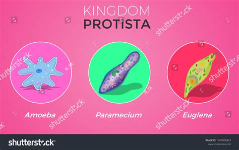 5 Monera Protista Kingdoms Gambar Foto Stok Vektor Shutterstock