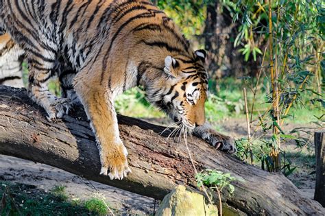 Bengal Tiger Climbing Down A Tree Free Image Peakpx