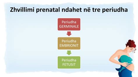 Ppt Leksioni Nr 4 Zhvillimi Prenatal Dhe Postnatal Powerpoint