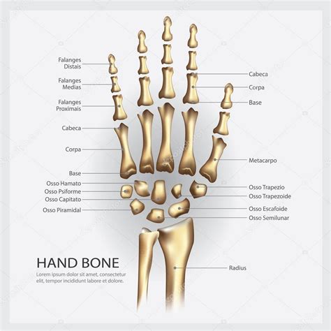 Hand Bone Anatomy Detail Vector Illustration — Stock Vector