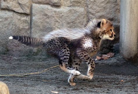 Baby Cheetah Aww