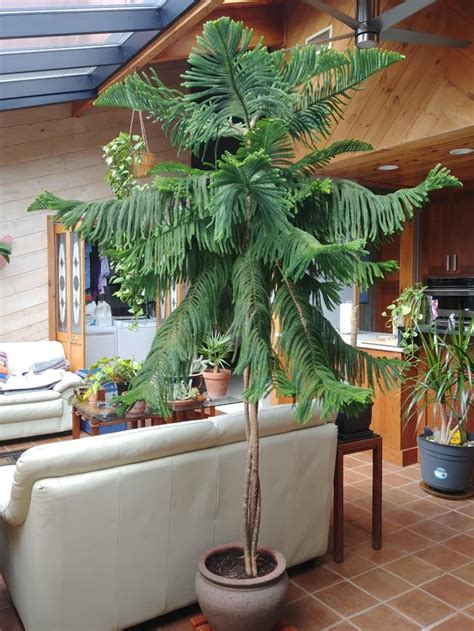 Wheres All The Norfolk Island Pine Love Houseplants Tall Indoor