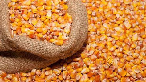 Corn is a monocotyledon with only one seed leaf like grasses. Fondos de pantalla Granos de maíz, grano, bolsa 3840x2160 ...