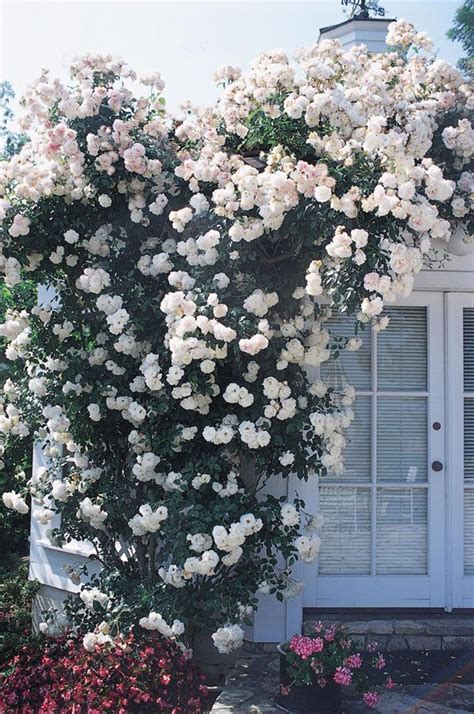 The 7 Best Climbing Roses For Your Garden Artofit