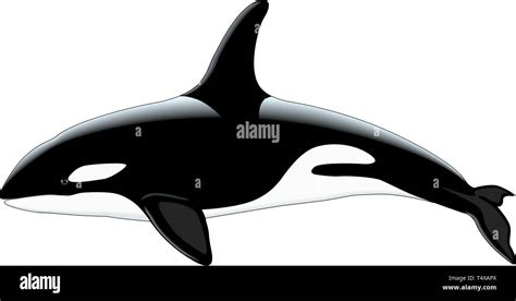 Killer Whale Vector Illustration Stock Vector Image And Art Alamy