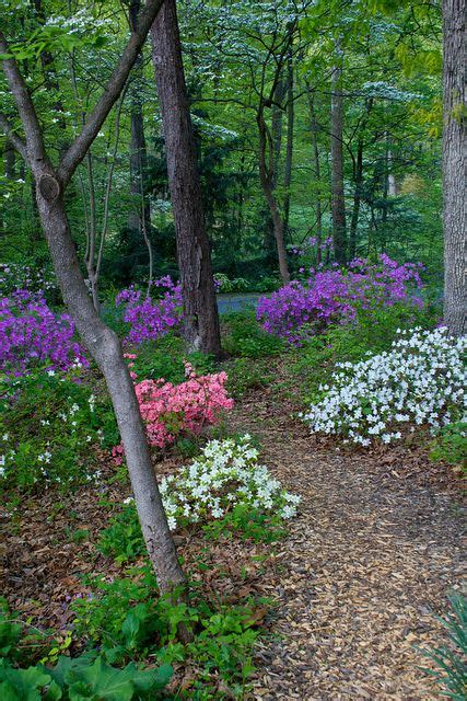 There are 67 native ground cover for sale on etsy, and they cost $15.77 on average. May in the Arboretum | Wooded landscaping, Woodland garden ...