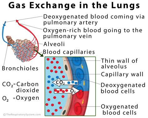 Parts Of The Respiratory Membrane