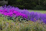 Winterharte Stauden: 10 schöne & robuste Arten - Plantura | Staudenbeet ...