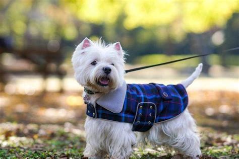 Plaid Westie Coat Scottish Dog Coat Westie Walk Jacket Dog Winter