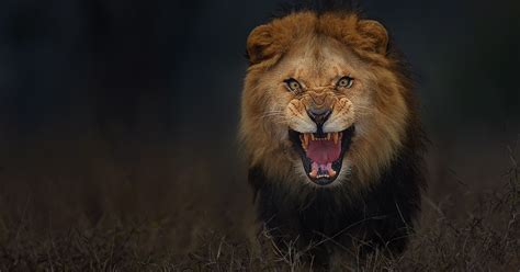 Photographer Shoots Angry Lion Photo Moments Before It