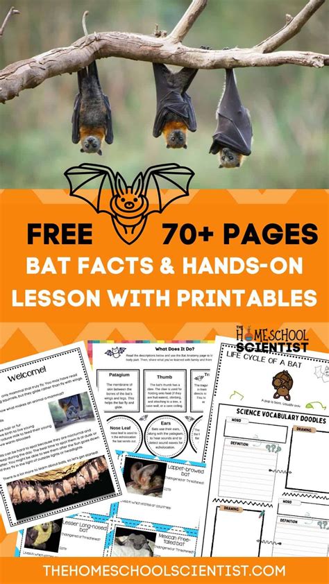 Fascinating Bat Facts For Kids With Printable Lesson Stem Activities