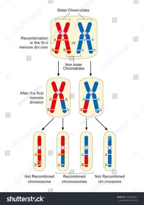 Homologous Pair Of Chromosomes Chapter 13 Meiosis And Sexual Life