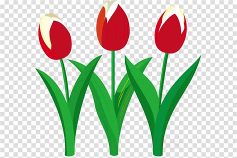 Free Transparent Tulips Download Free Transparent Tulips Png Images