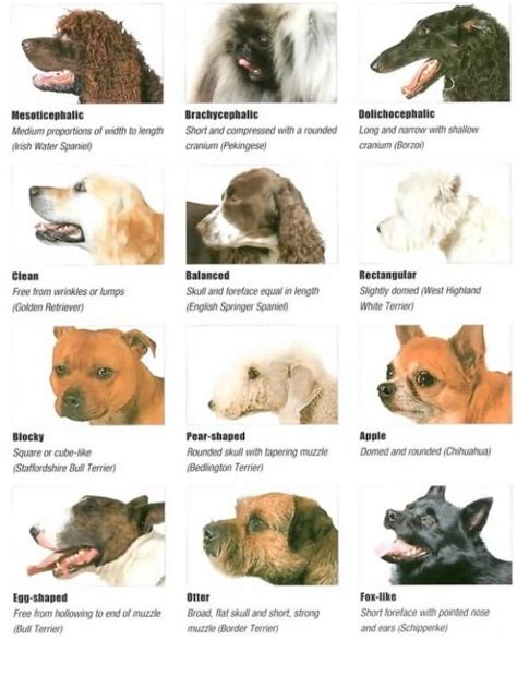 Dog Skull And Head Types √ Dog Head Structure Types And Shapes Injuries