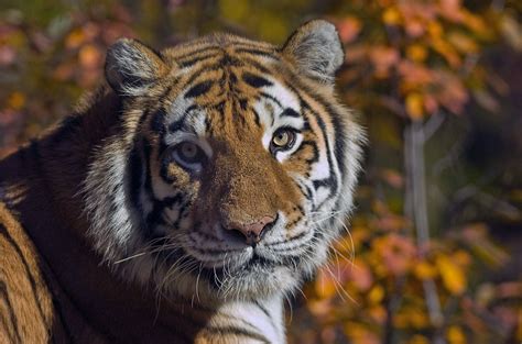 Elusive Siberian Tigers Captured In Brilliant Images Photos