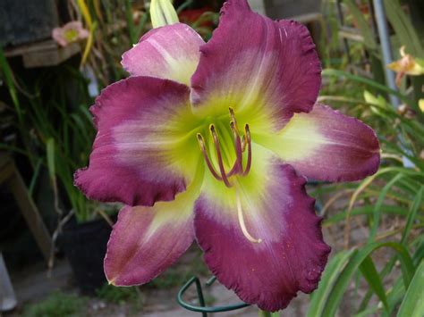 Photo Of The Bloom Of Daylily Hemerocallis Blue On Blue Posted By