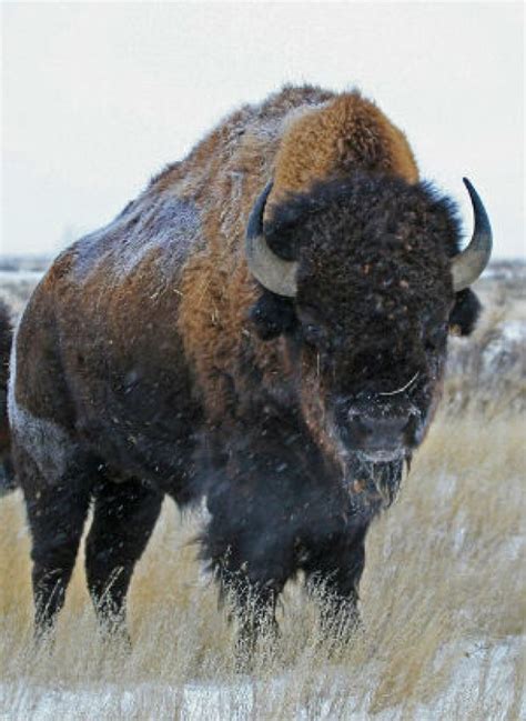 Si Bison Banff 300 Bull Tattoos Animal Tattoos Animal Art Prints