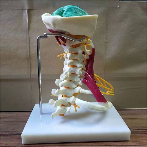 Cervical Vertebra Model Cervical Spine With Neck Artery Occipital Bone