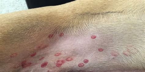 What Red Circle Spots On Your Dog Mean Identifying Black Fly Bites On