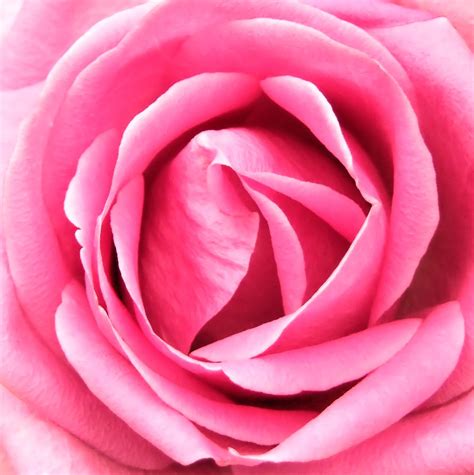 Pink Rose Free Stock Photo Freeimages
