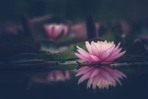 Lotus Flower Or Waterlily Floating On The Water Stock Photo Image Of