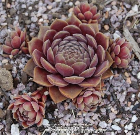Photo Of Hen And Chicks Sempervivum Pacific Magic Night Uploaded By