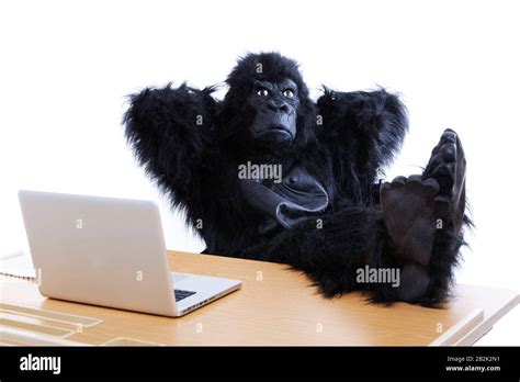 Desk Ape Hi Res Stock Photography And Images Alamy