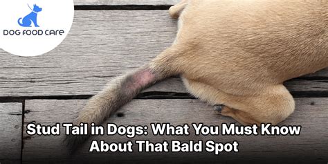 Stud Tail In Dogs What You Must Know About That Bald Spot Dog Food Care
