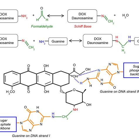 DOX Intercalation And Adduct Formation In DsDNA A Adduct Formation In