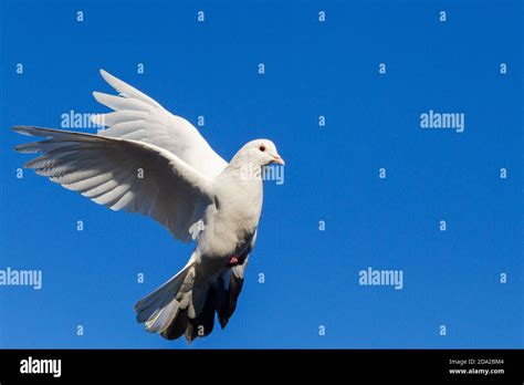 White Dove Flying On Blue Sky Stock Photo Alamy