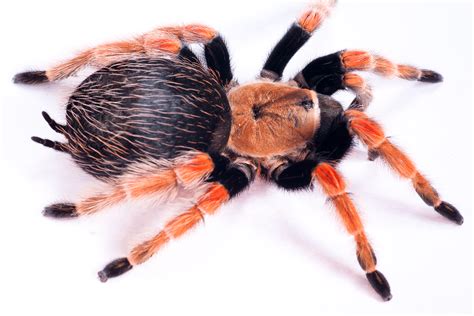 Free Photo Large Hairy Spider Scary Natural Nature Free Download