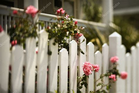 Roses Growing Over Fence ⬇ Stock Photo Image By © Iofoto 9435404