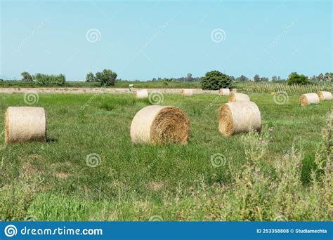 Ready Made Dry Hay Straw Tied Into Round Bales Against The Background