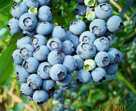 How To Grow Blueberries The Homestead Garden