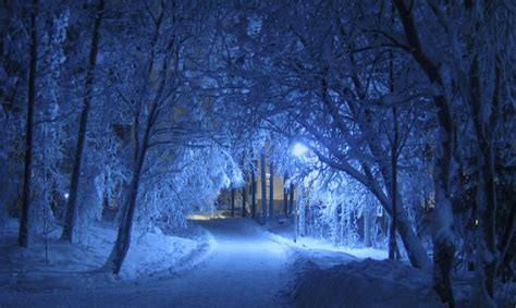 冬天 晚上 蓝色 树荫下 树木 雪覆盖 感冒高清大图，无版权商业图片免费下载